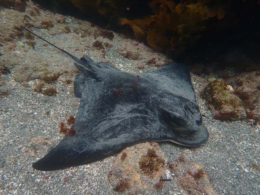 Goat Island Guided Snorkelling Tour For Advanced - The all-day equipment benefit