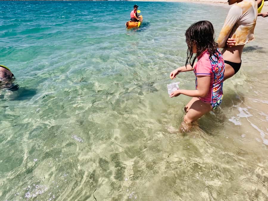 Gold Coast: Kayaking and Snorkeling Guided Tour - What the two-hour schedule feels like