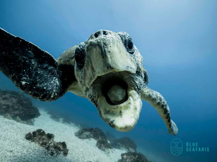 Gold Coast: Snorkel with Turtles - Why Cook Island is the star of the trip