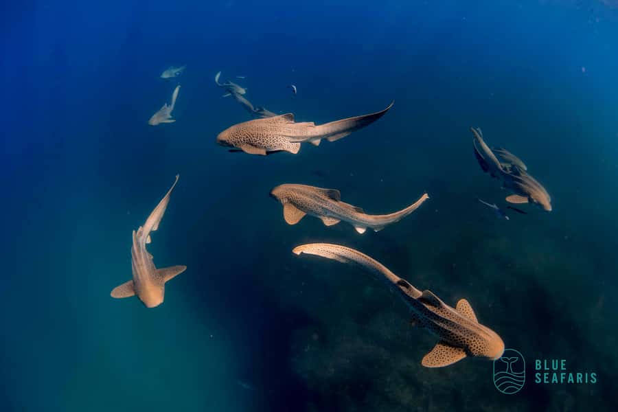 Gold Coast: Snorkel with Turtles - The guides make the difference