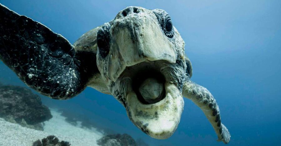 Gold Coast: Snorkel with Turtles - Practical ways to enjoy the outing