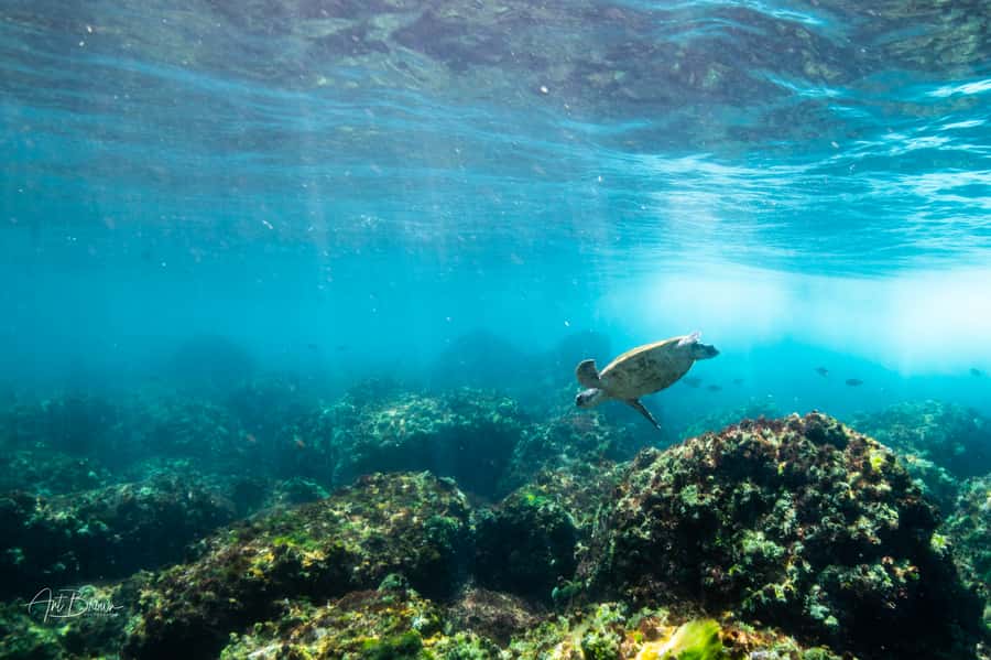 Gold Coast: Snorkeling with Turtles Half-Day Tour - Key points to know before you book