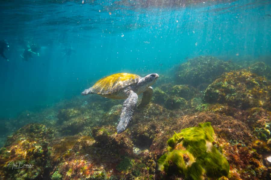 Gold Coast: Snorkeling with Turtles Half-Day Tour - Why Cook Island is the main attraction
