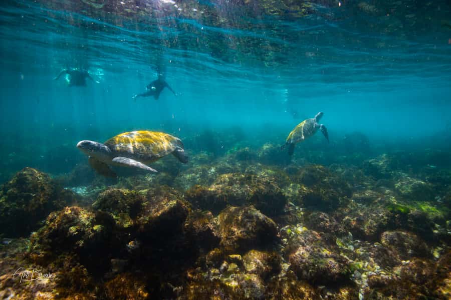 Gold Coast: Snorkeling with Turtles Half-Day Tour - Getting comfortable before entering the water