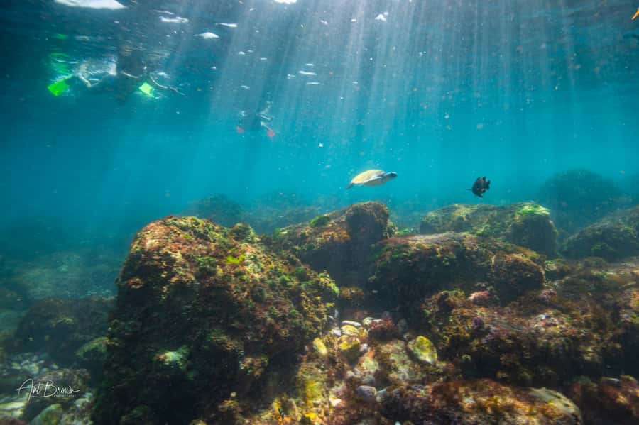 Gold Coast: Snorkeling with Turtles Half-Day Tour - The turtle swim and marine life
