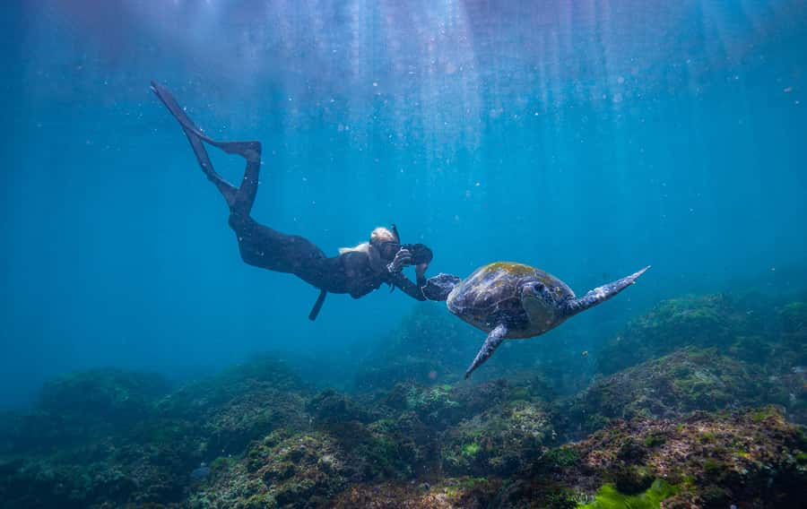 Gold Coast: Snorkeling with Turtles Half-Day Tour - The return ride and fresh fruit