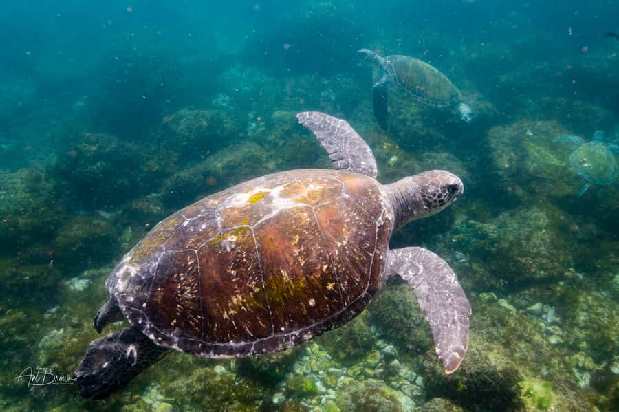 Gold Coast: Snorkeling with Turtles Half-Day Tour - The time-zone detail that can cause trouble