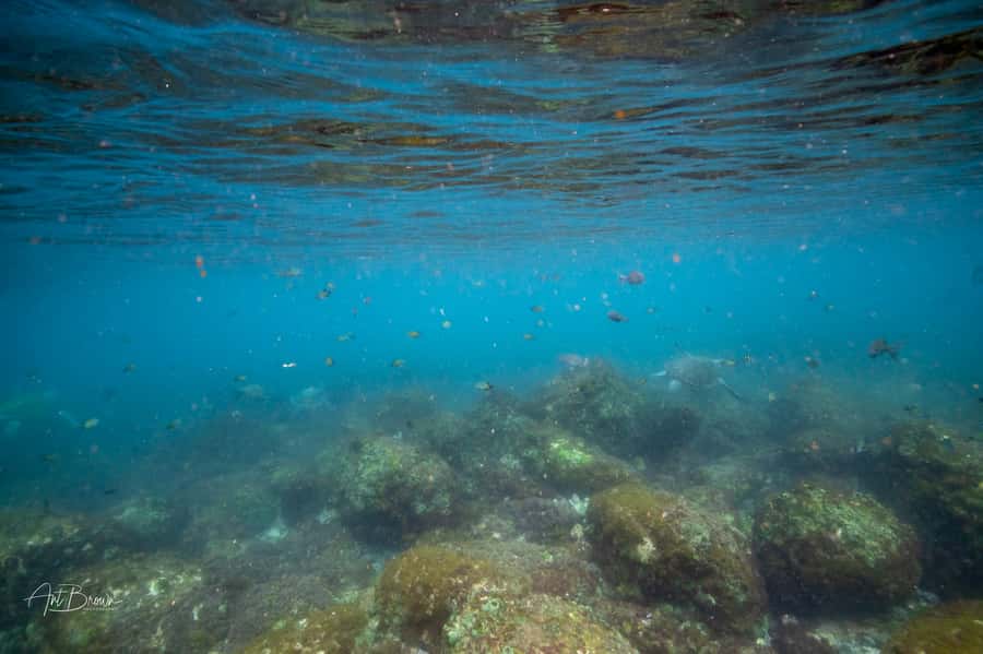 Gold Coast: Snorkeling with Turtles Half-Day Tour - Who will enjoy this most