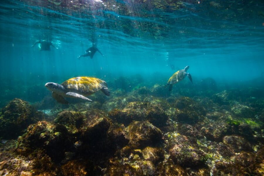 Gold Coast: Snorkeling with Turtles Half-Day Tour - Should you book the Cook Island turtle tour?
