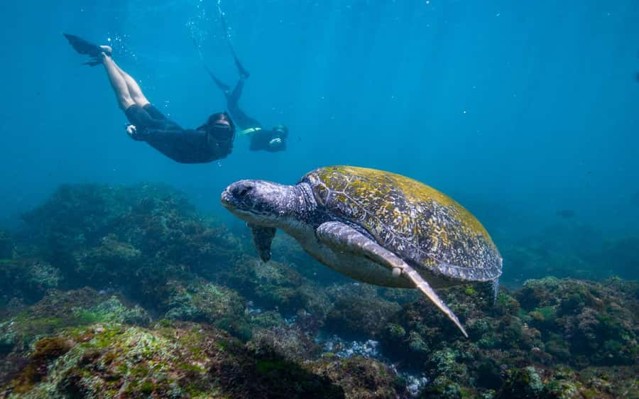 Gold Coast: Snorkeling with Turtles Half-Day Tour - From Chinderah Bay to the open Pacific