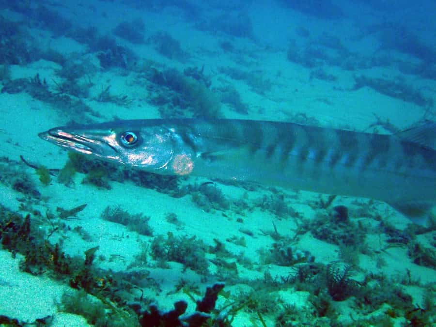 Gold Coast: Snorkelling in Wave Break Island - Practical booking advice for your day