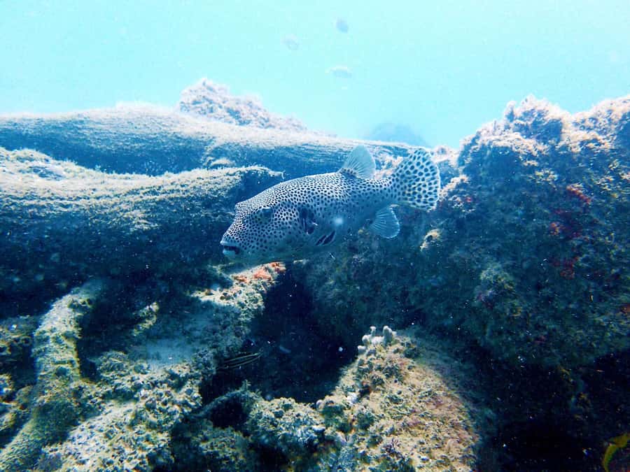 Gold Coast: Snorkelling in Wave Break Island - What your time in the water is like