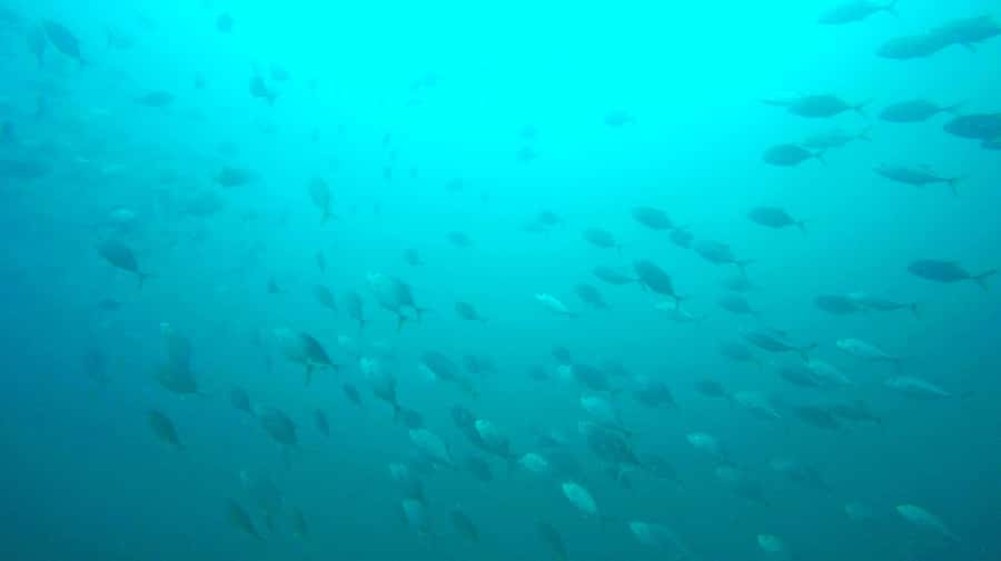 Gold Coast: Snorkelling in Wave Break Island - Fish, stingrays, and the effect of weather