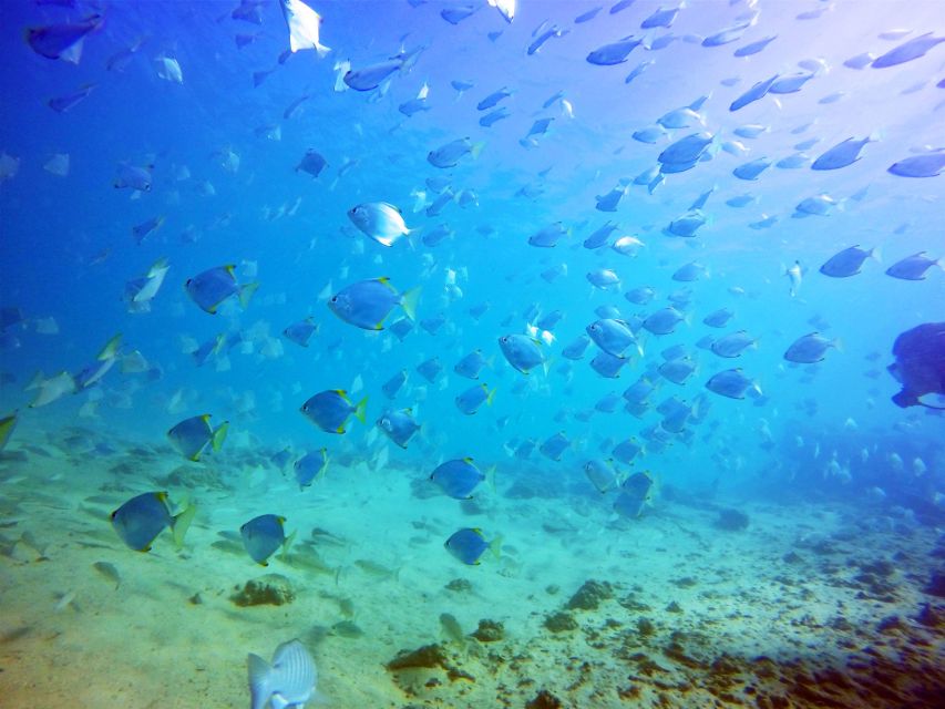 Gold Coast: Snorkelling in Wave Break Island - Is the $55 price fair?