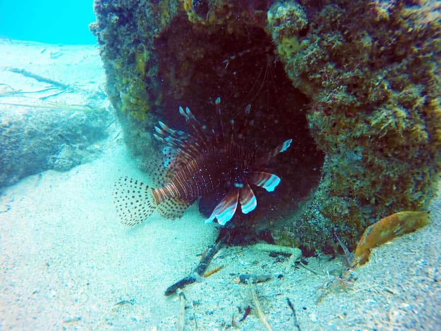 Gold Coast: Snorkelling in Wave Break Island - Best for families, nervous swimmers, and casual photographers