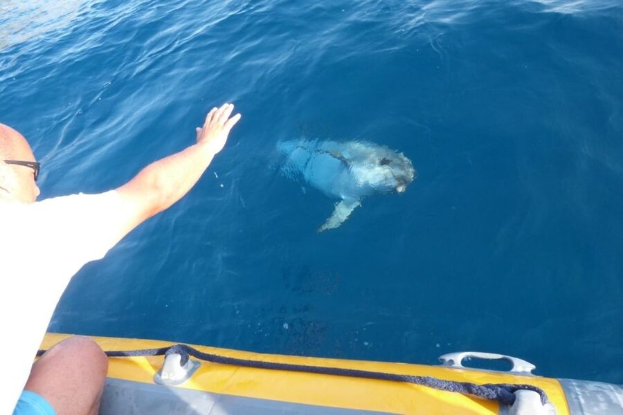 Golfo Aranci: Dolphin Watching and Snorkeling Boat Tour - What the guides add to the experience