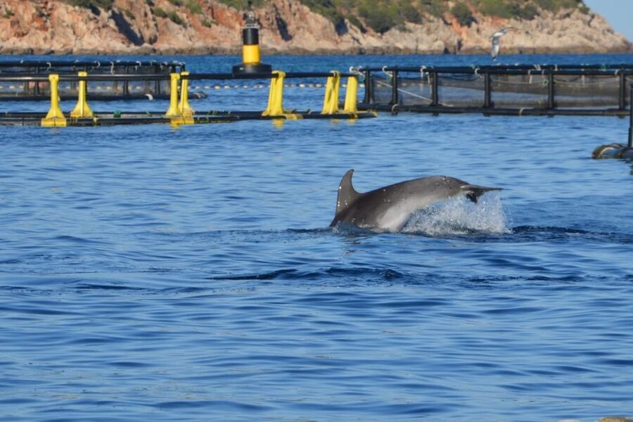 Golfo Aranci: Dolphin Watching and Snorkeling Boat Tour - Price, group size, and what is included