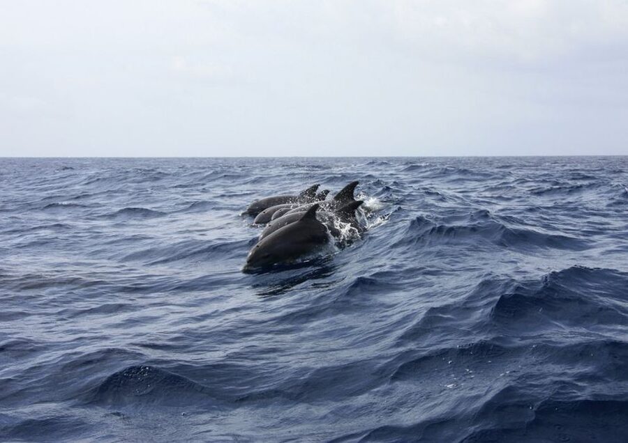 Golfo Aranci: Tavolara and Molara Snorkeling Dinghy Tour - Tavolara’s cliffs from the zodiac
