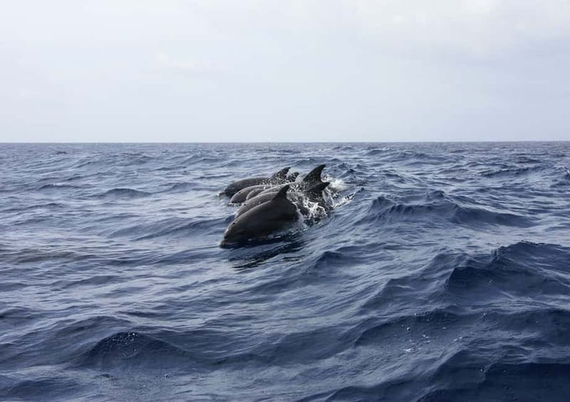 Golfo Aranci: Tavolara and Molara Snorkeling Dinghy Tour - Is four hours enough for the price?