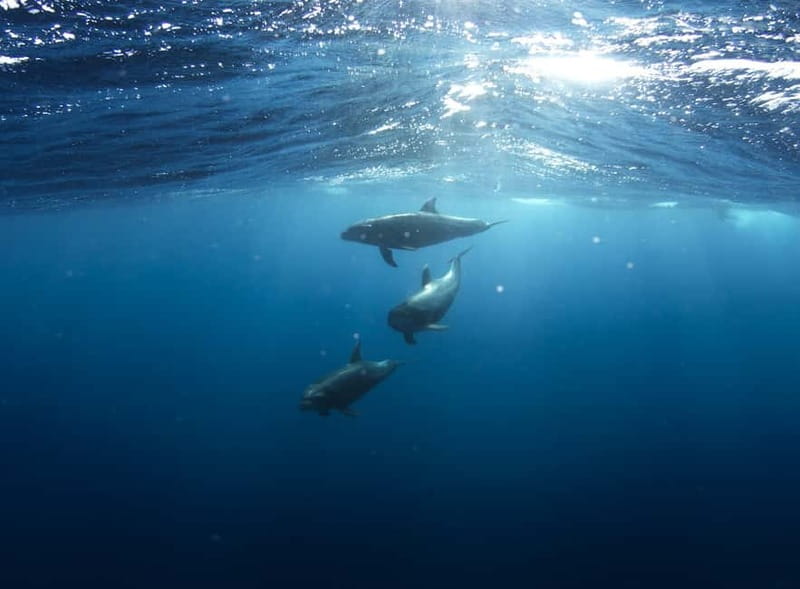 Golfo Aranci: Tavolara and Molara Snorkeling Dinghy Tour - Who will enjoy this tour most