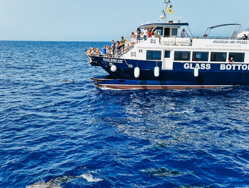 Gran Canaria: Catamaran Dolphin Watch Cruise with Snorkeling - Key points to know before you book