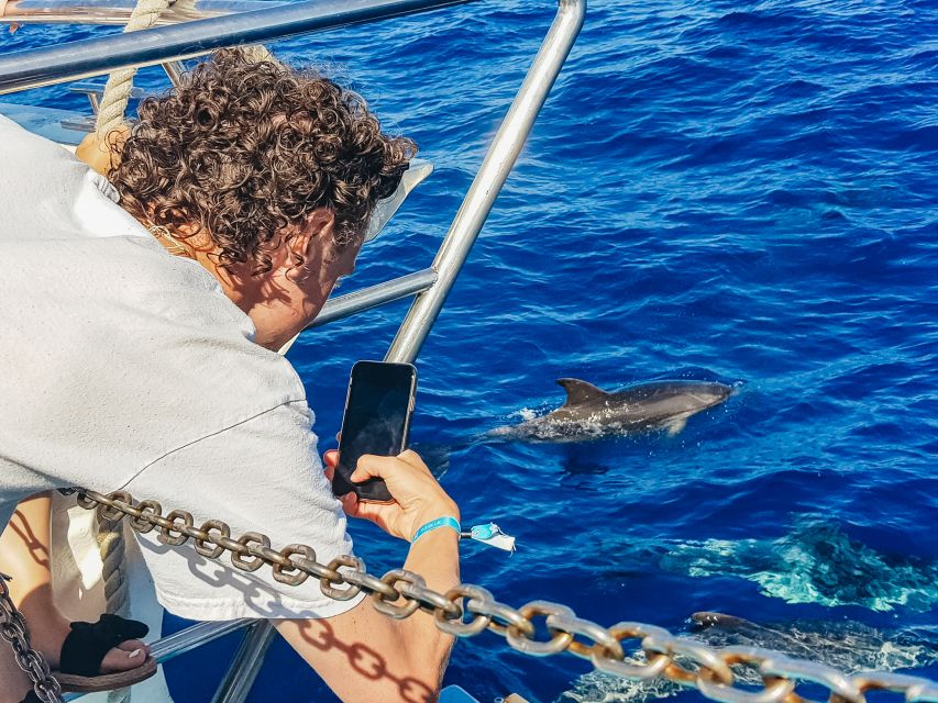 Gran Canaria: Catamaran Dolphin Watch Cruise with Snorkeling - What the $44 price really buys you