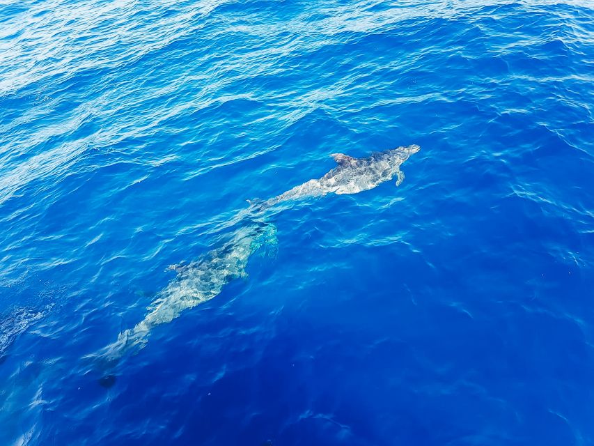 Gran Canaria: Catamaran Dolphin Watch Cruise with Snorkeling - Who should book this Gran Canaria cruise?