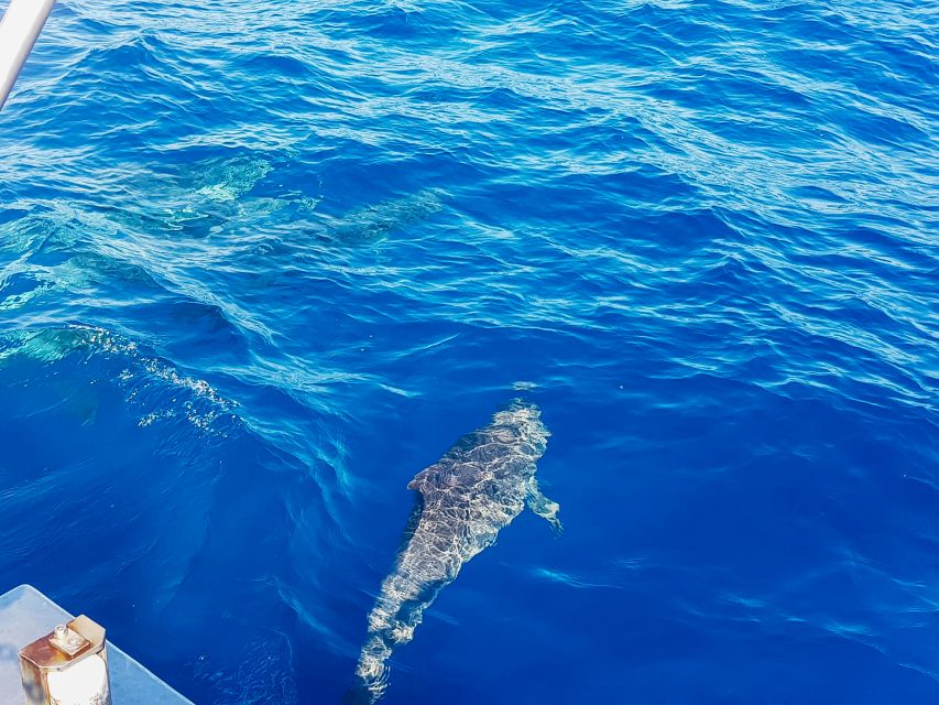Gran Canaria: Catamaran Dolphin Watch Cruise with Snorkeling - Practical ways to enjoy the trip more