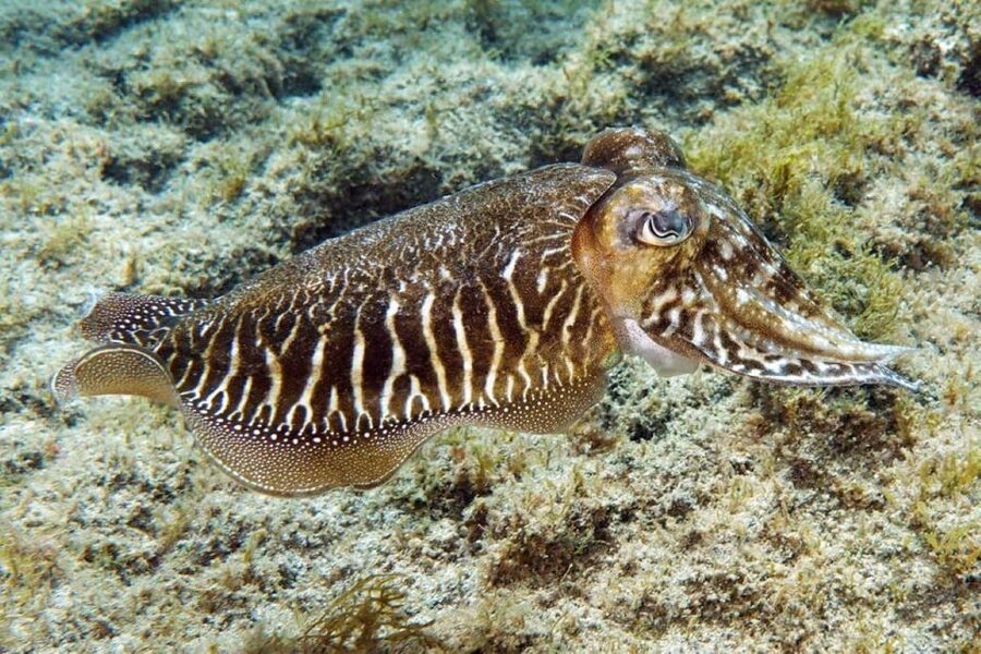 Gran Canaria: Snorkeling Trip - A 45-minute to one-hour guided snorkeling session