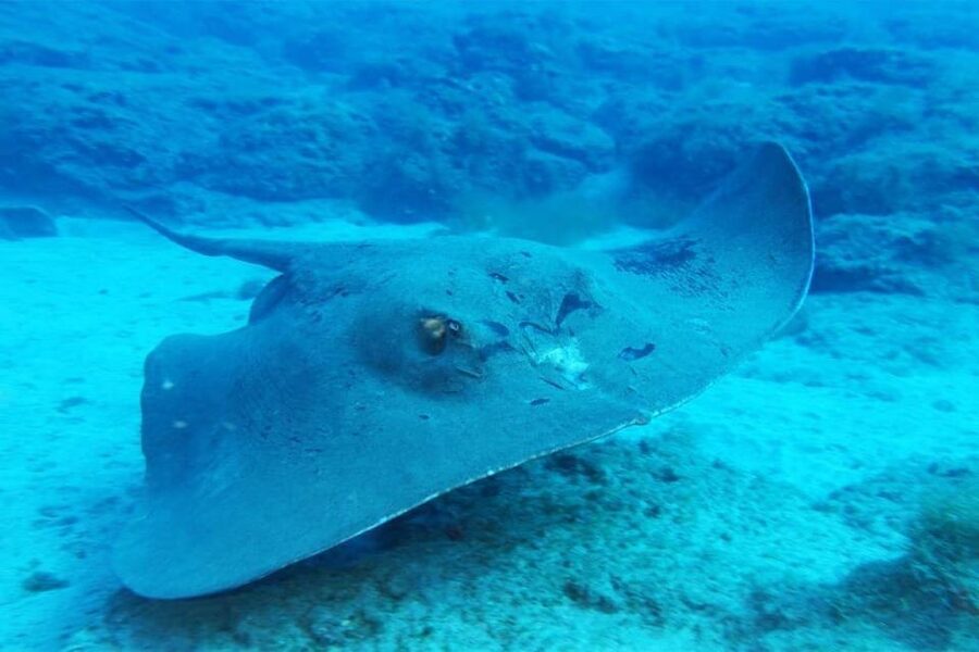 Gran Canaria: Snorkeling Trip - Returning by boat to Puerto Rico