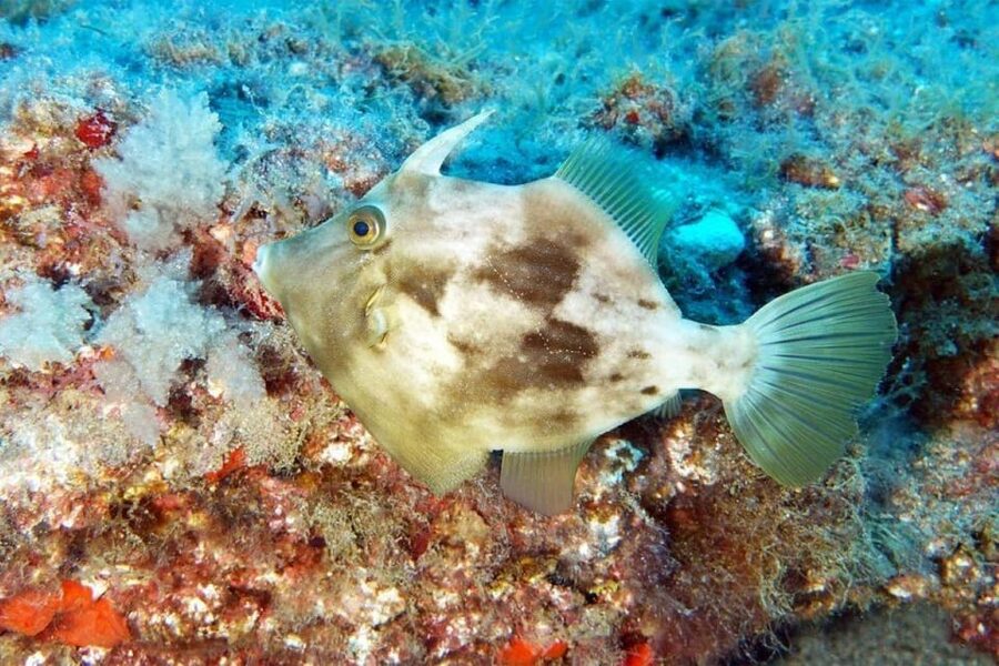 Gran Canaria: Snorkeling Trip - What to bring and how to prepare