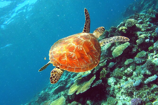 Great Barrier Reef Small Group Snorkelling Adventure - Why the small group matters