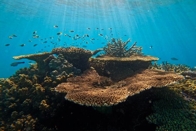 Great Barrier Reef Small Group Snorkelling Adventure - Who should book this reef trip