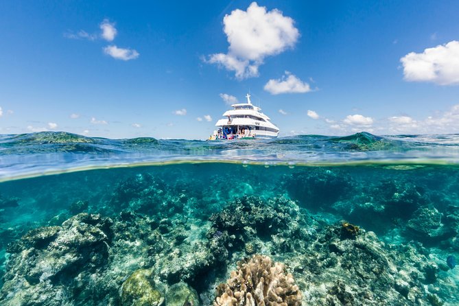 Great Barrier Reef Snorkeling and Diving Cruise from Cairns - Key points to know before booking