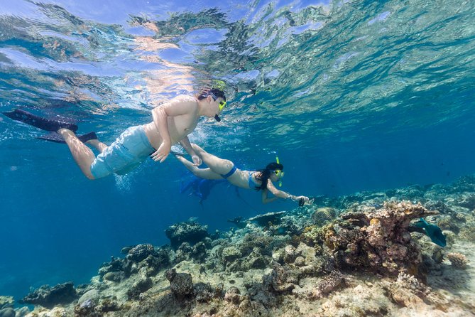 Great Barrier Reef Snorkeling and Diving Cruise from Cairns - Hastings Reef and a second chance underwater