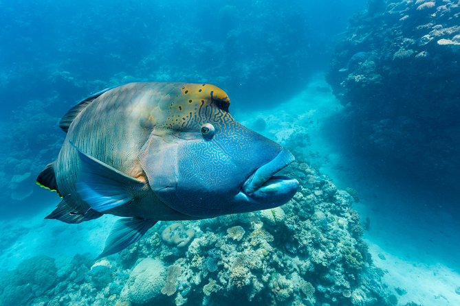 Great Barrier Reef Snorkeling and Diving Cruise from Cairns - The optional helicopter flight