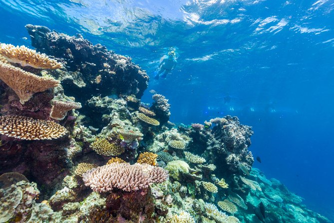 Great Barrier Reef Snorkeling and Diving Cruise from Cairns - Returning to Cairns with afternoon tea