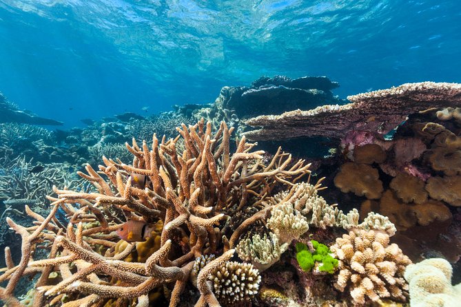 Great Barrier Reef Snorkeling and Diving Cruise from Cairns - Is the $190.07 price good value?