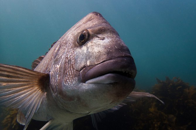 Guided Snorkel Experience, Advanced - Key things to know before you book