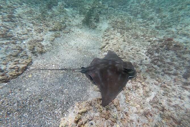 Guided Snorkel Experience, Advanced - Why Goat Island is a strong place to learn