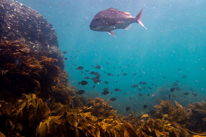 Guided Snorkel Experience, Advanced - Meeting guides such as Sara, Connor, Tiff, and Winnie