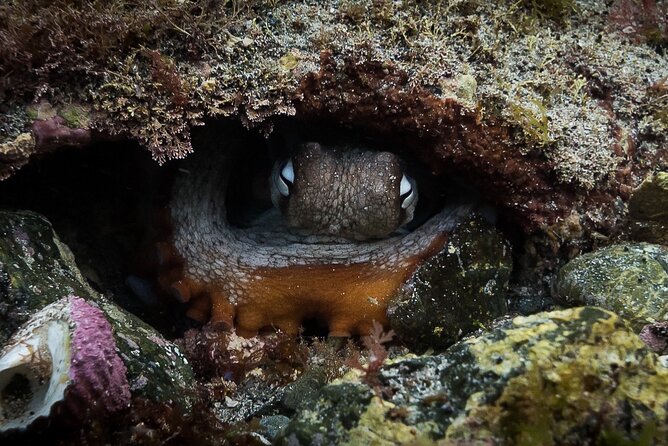 Guided Snorkel Experience, Advanced - What you may see beneath the surface