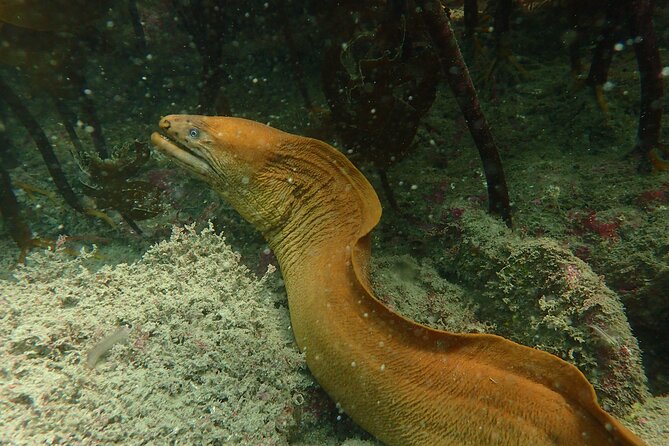Guided Snorkel Experience, Advanced - Winter water, wetsuits, and physical effort