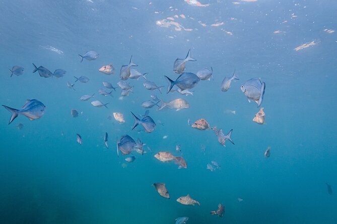 Guided Snorkel Experience, Advanced - The bonus that changes the value