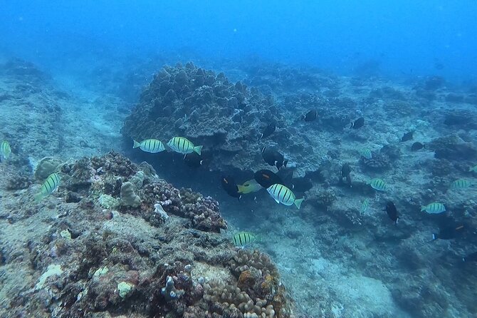 Guided Snorkel Tour for Beginners in Honolulu - A calm first step into Honolulu snorkeling