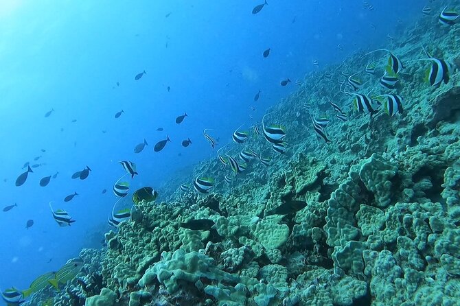 Guided Snorkel Tour for Beginners in Honolulu - What happens at the 1501 Ala Moana Boulevard meeting point