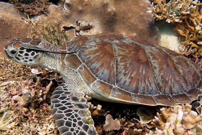 Guided Snorkeling Day Trip, Kota Kinabalu, Sabah, Malaysia - What you may see below the surface