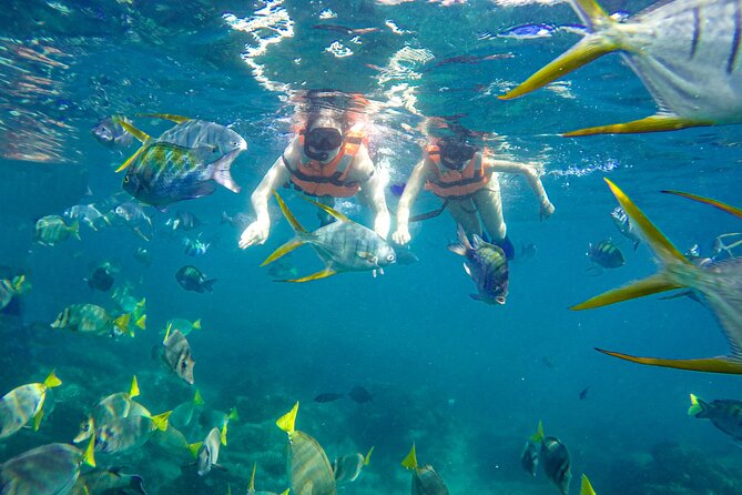 Half Day Cabo Snorkel Adventure with Lunch and Open Bar - Land’s End, the Arch, and the sea lion colony