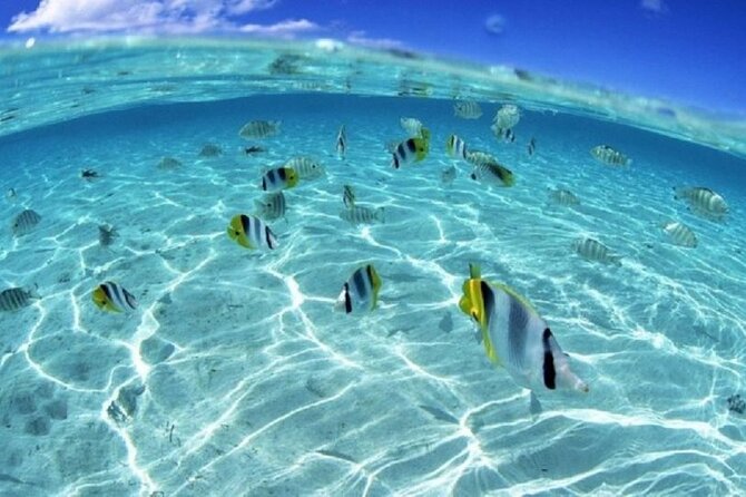 Half day Eco Snorkeling small group Tour in Bora Bora - Weather, water comfort, and realistic expectations