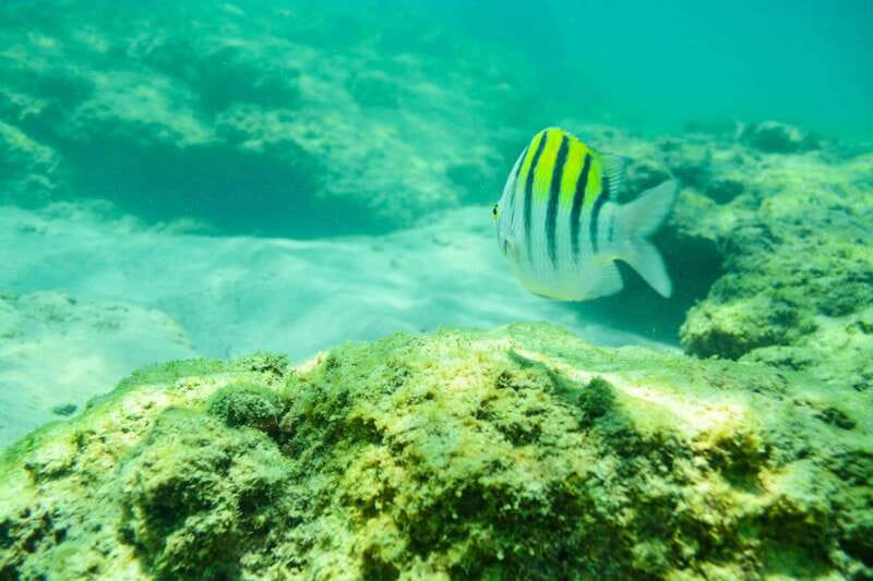 Half Day Guided Snorkel Tour in Los Cabos - Timing matters more than you might expect
